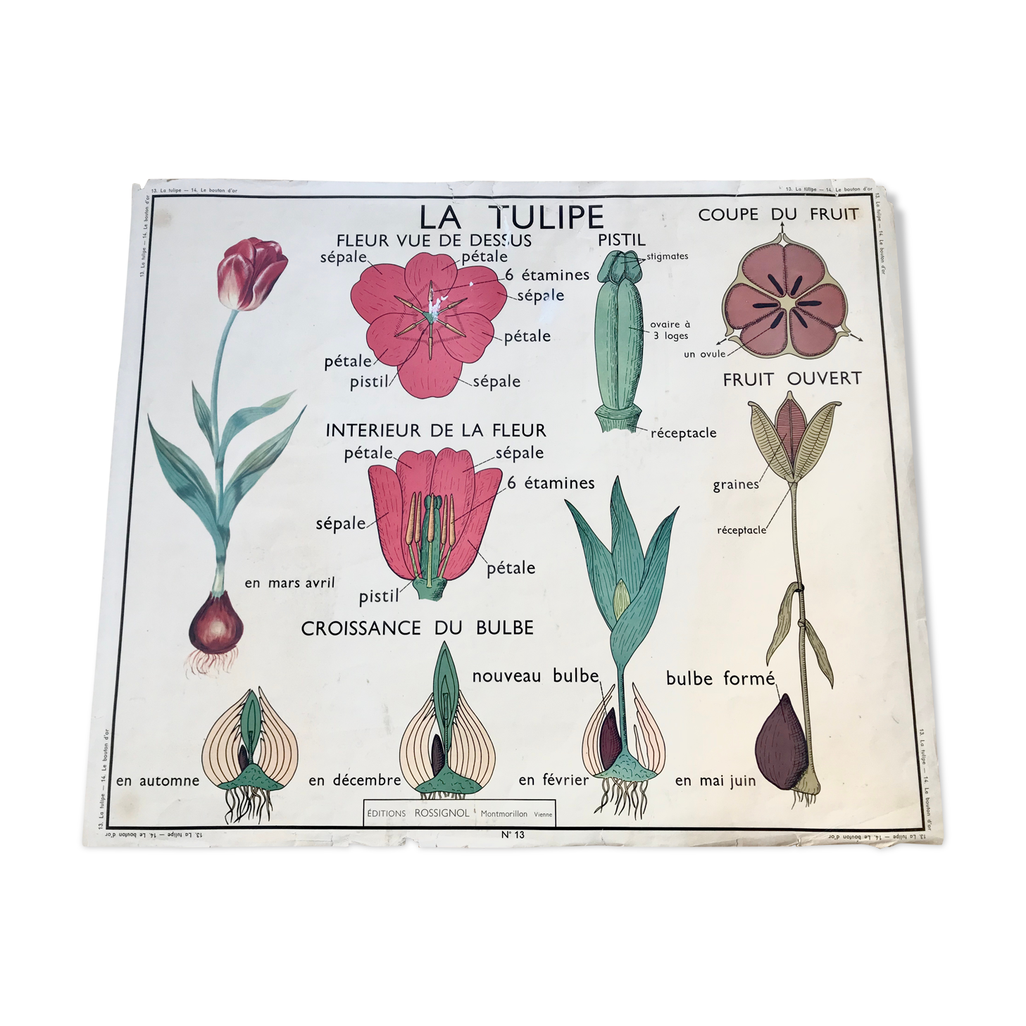 Rossignol pedagogical poster