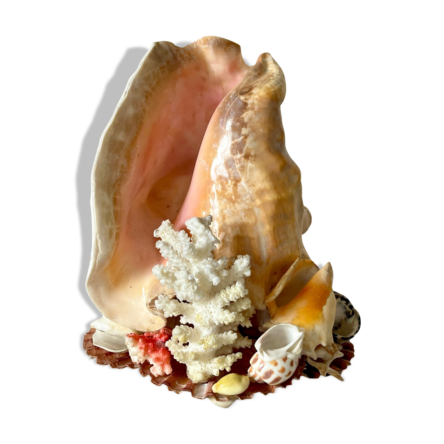 Lamp night light shell conch 1950 cabinet of curiosities seaside