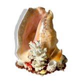 Lamp night light shell conch 1950 cabinet of curiosities seaside