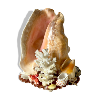 Lamp night light shell conch 1950 cabinet of curiosities seaside
