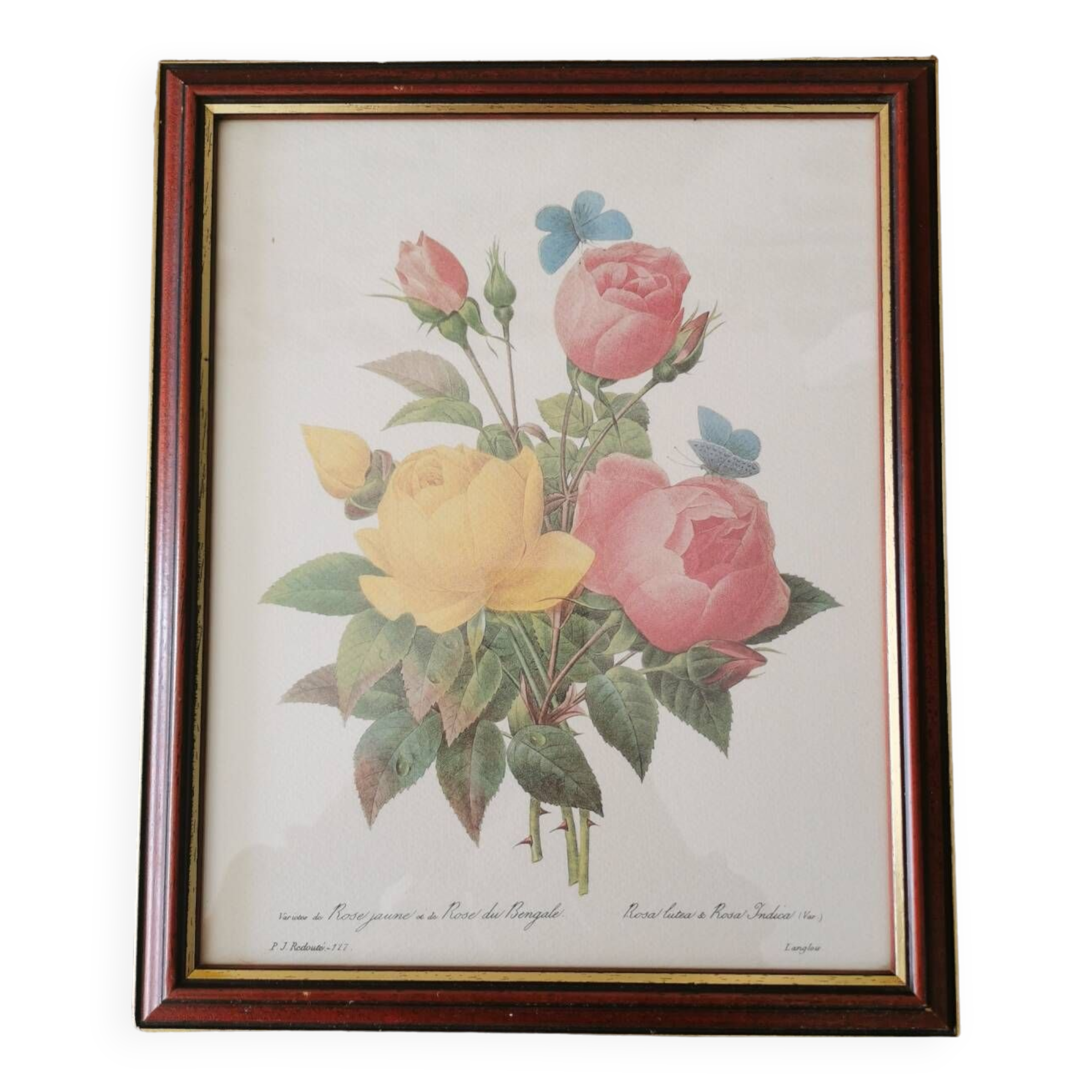 Tableau Redouté, Rose jaune et rose du Bengale.