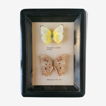 Taxidermy Butterflies