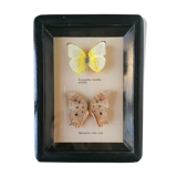 Taxidermy Butterflies
