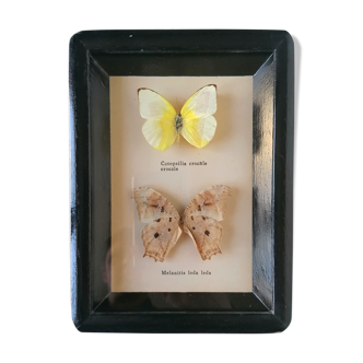 Taxidermy Butterflies