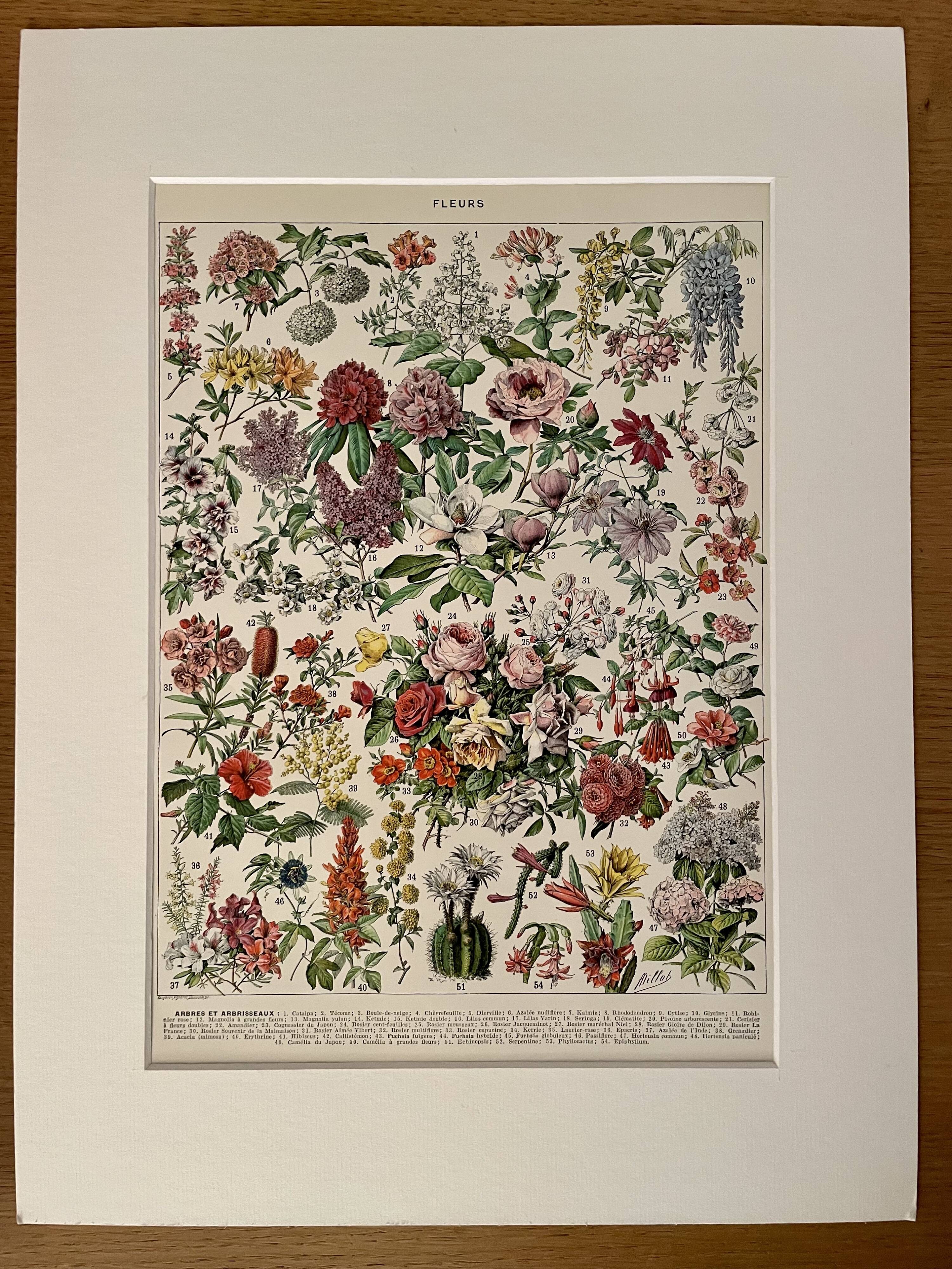 Lithograph on flowers (trees and shrubs) - 1920