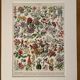 Lithograph on flowers (trees and shrubs) - 1920