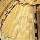 Tulip hanging in rattan