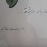 Tulip engraving of gardens by Van Spaendonck