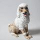 Caniche en céramique, Italie années 60