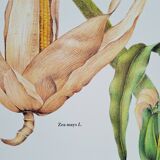 Corn botanical poster