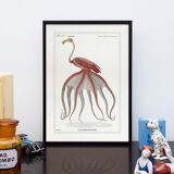 Chimera lithograph animal engraving - the pink flamoulpe