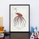 Chimera lithograph animal engraving - the pink flamoulpe