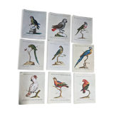 9 bird illustrations: parrots and parakeets