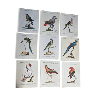 9 bird illustrations: parrots and parakeets