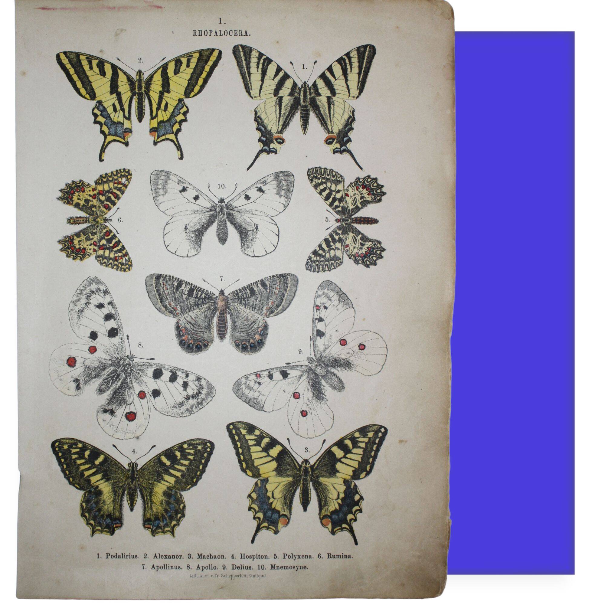 Podalirius butterflies | illustration from 1887, antique print, lepidoptere original plate