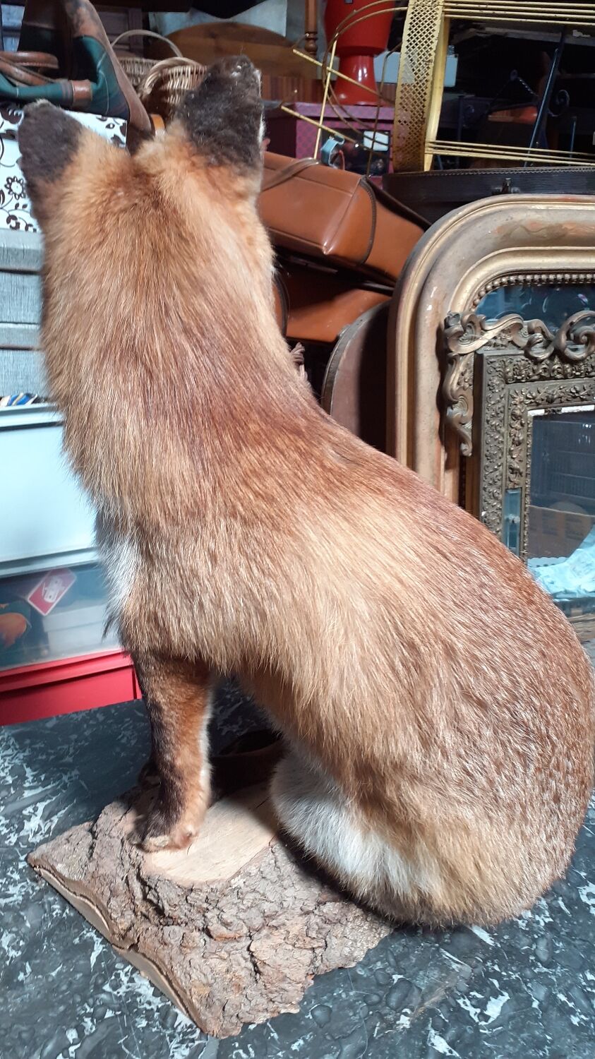 Stuffed fox and naturalized taxidermy