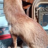 Stuffed fox and naturalized taxidermy