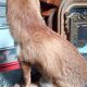 Renard empaillé et naturalisé taxidermie