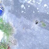 Louis Philippe blond walnut bookcase