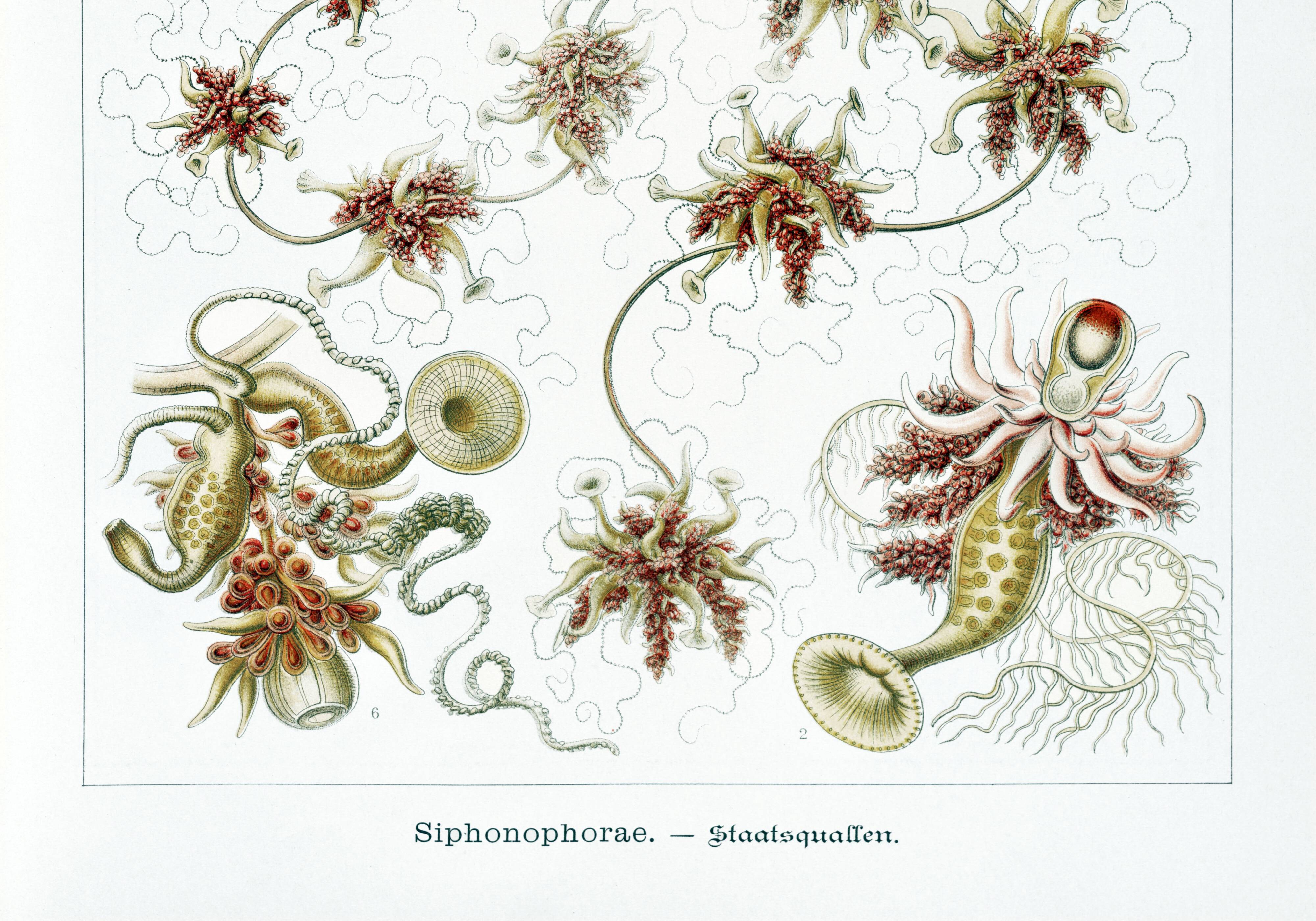 Poster about plankton, based on an old lithograph from 1904.