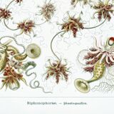 Poster about plankton, based on an old lithograph from 1904.