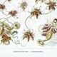 Poster about plankton, based on an old lithograph from 1904.