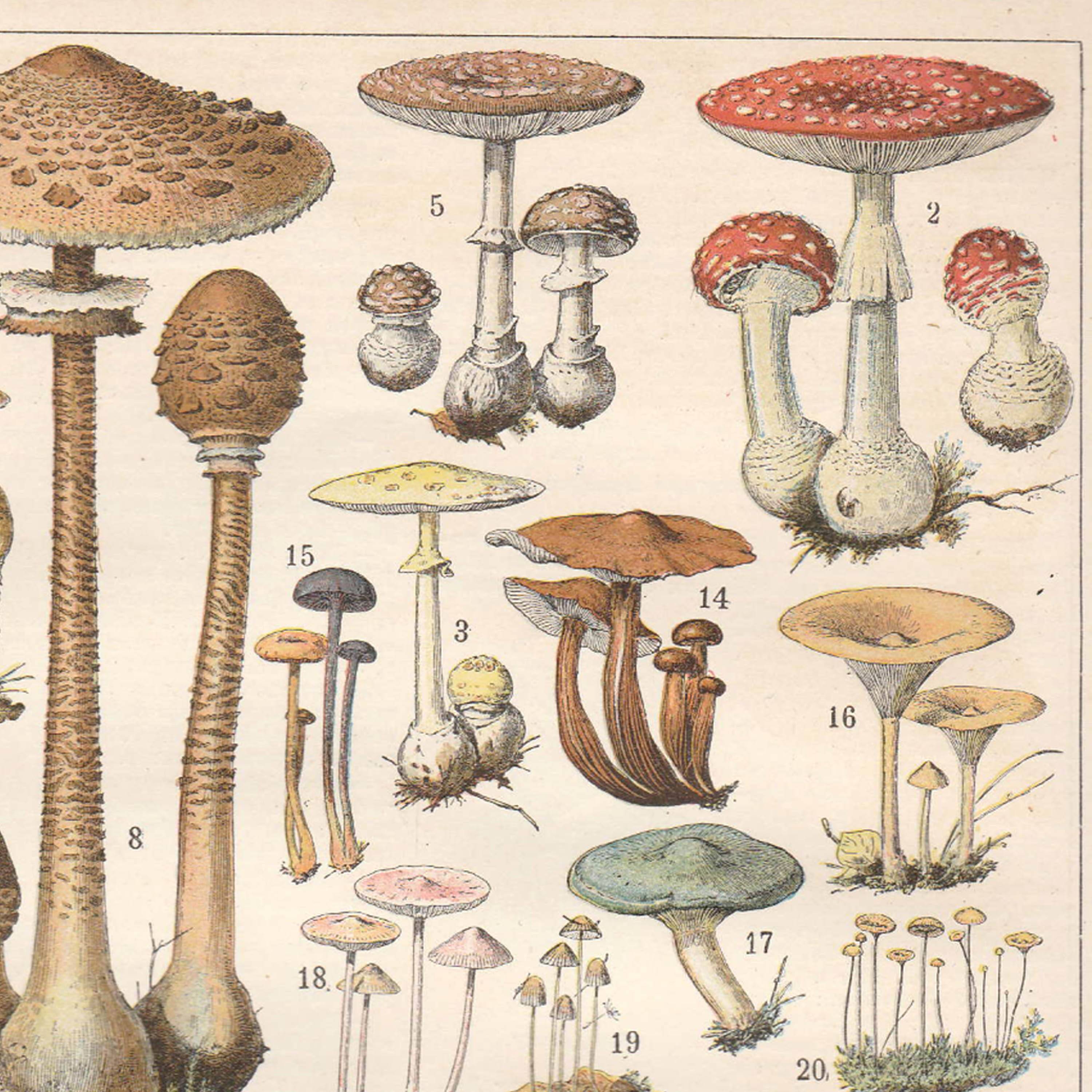 Lithograph plate of mushrooms 1900