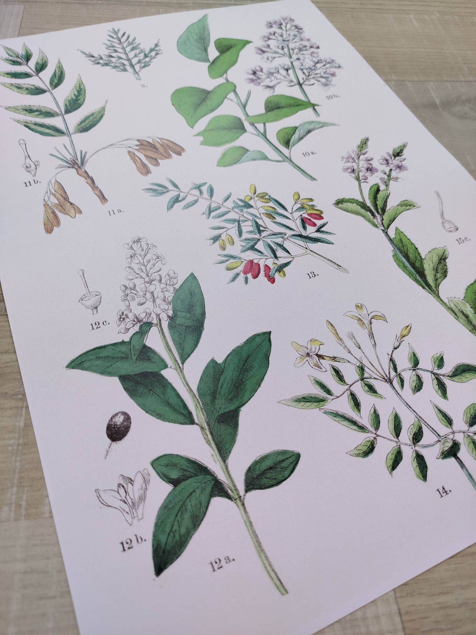 Affiche sur les plantes d'après une gravure de 1881 "salicorne"