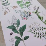 Plant poster based on an 1881 engraving "samphire"