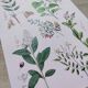 Plant poster based on an 1881 engraving "samphire"