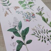 Affiche sur les plantes d'après une gravure de 1881 "salicorne"