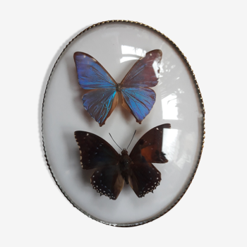 Butterflies naturalized oval frame