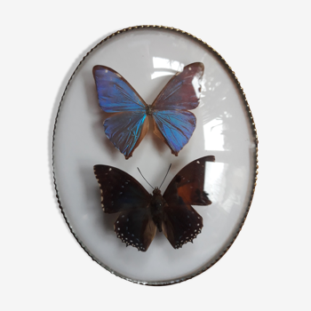 Papillons naturalisés cadre ovale