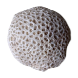 Coral fungus