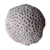 Coral fungus