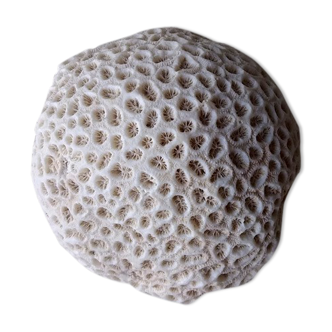 Coral fungus