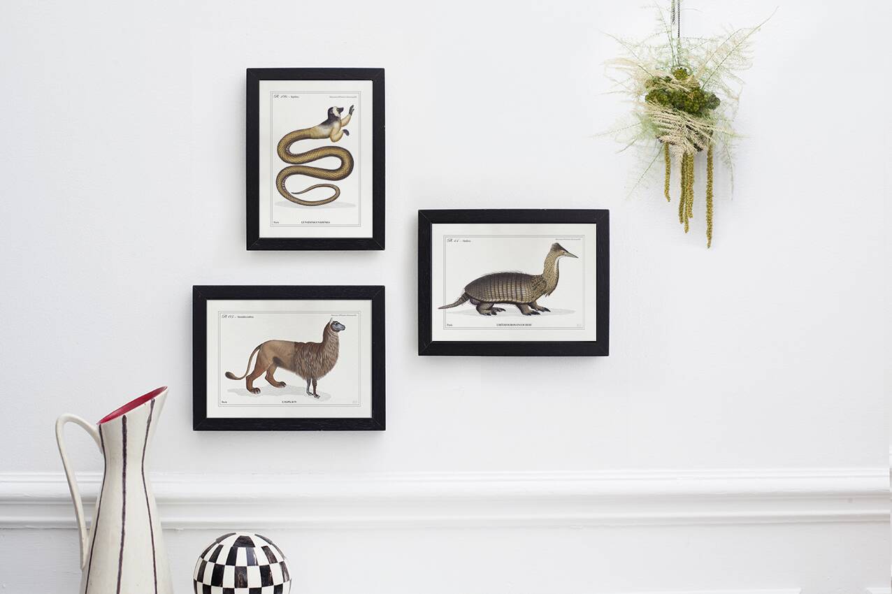 Chimera lithograph engraving animal - the maricoq