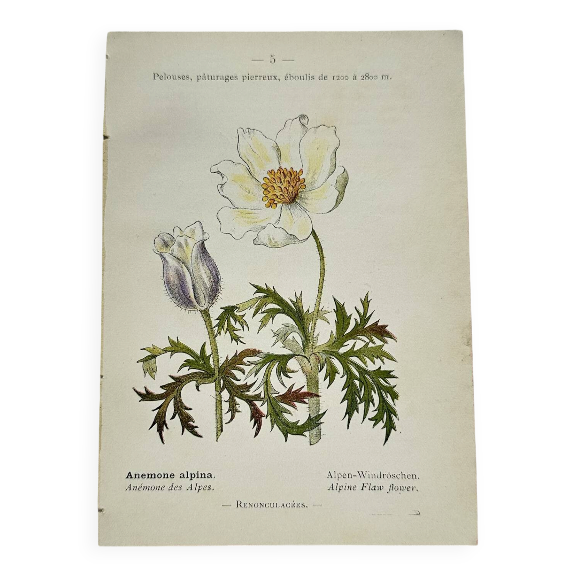 Old botanical engraving from the 19th century – Coloured botanical plates
