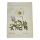 Old botanical engraving from the 19th century – Coloured botanical plates