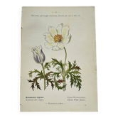 Old botanical engraving from the 19th century – Coloured botanical plates