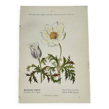 Gravure botanique ancienne XIXe siècle – Planches botaniques coloriées