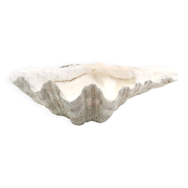 Vide poche coquillage bénitier naturel blanc, années 70