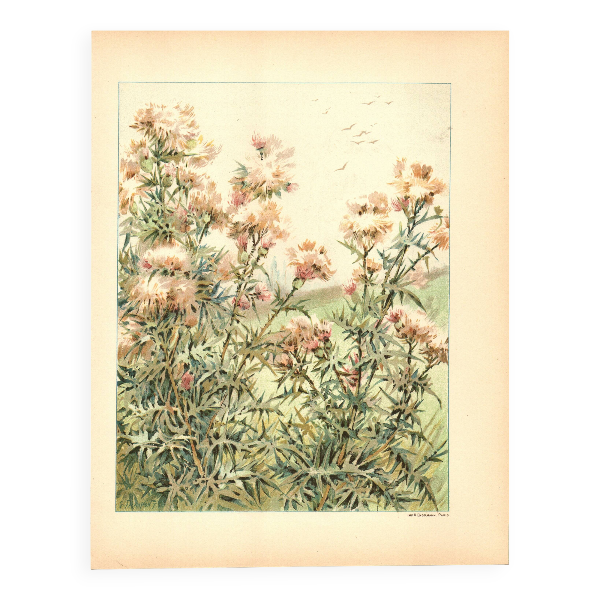 Art Nouveau Engraving 1896 - Wild Thistles - by G. Fraipont - Botany