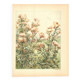 Gravure Art nouveau 1896 - Chardons sauvages - par G. Fraipont - Botanique