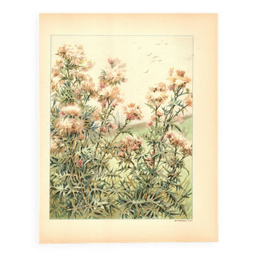 Art Nouveau Engraving 1896 - Wild Thistles - by G. Fraipont - Botany