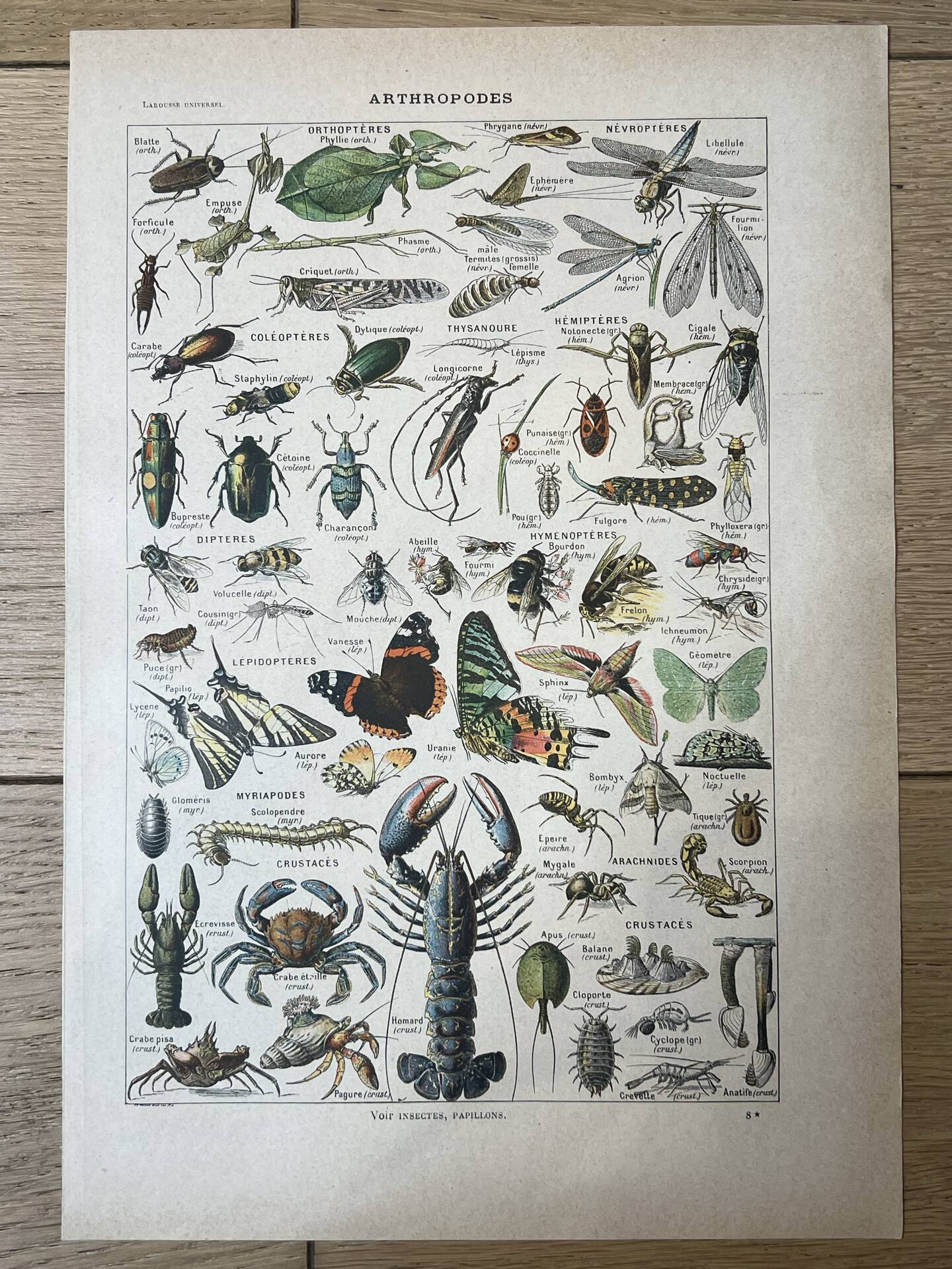 Set of 2, Zoological Plate Arthropods and Insects 1922