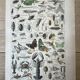 Set of 2, Zoological Plate Arthropods and Insects 1922