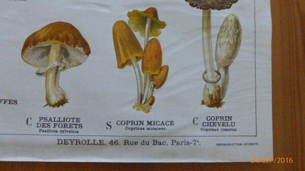 Educational poster DEYROLLE