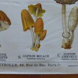 Educational poster DEYROLLE