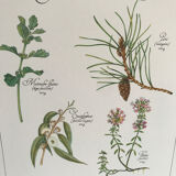 Vintage botanical board